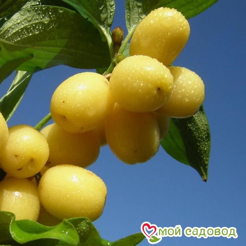 Кизил Янтарный