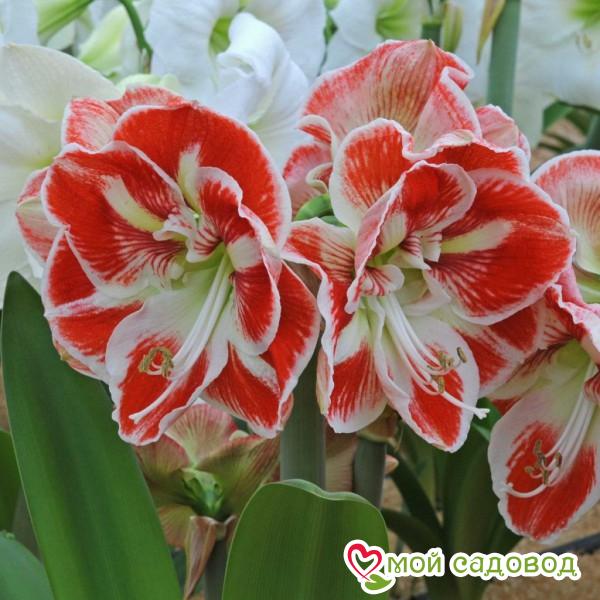 АМАРИЛЛИС САМБА