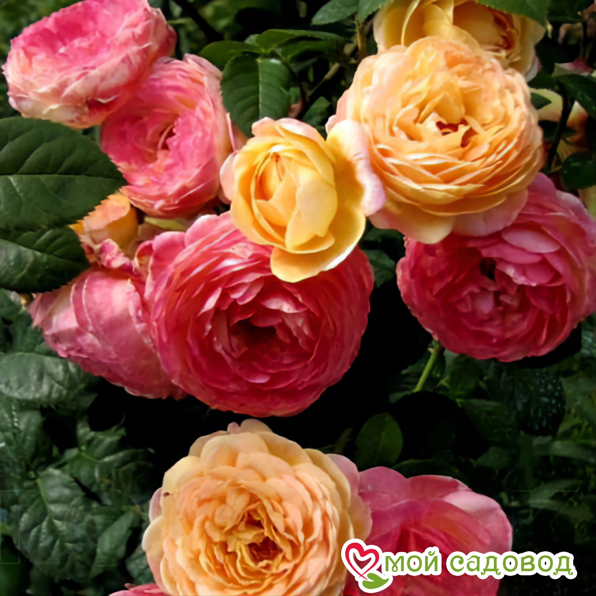 Роза Розоман Жанон кустарниковая