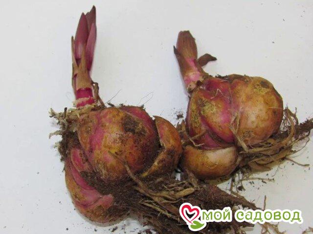 Лилия Эрор Грейс